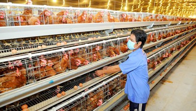 Small scale chicken breeding in much difficulty (Photo: SGGP)